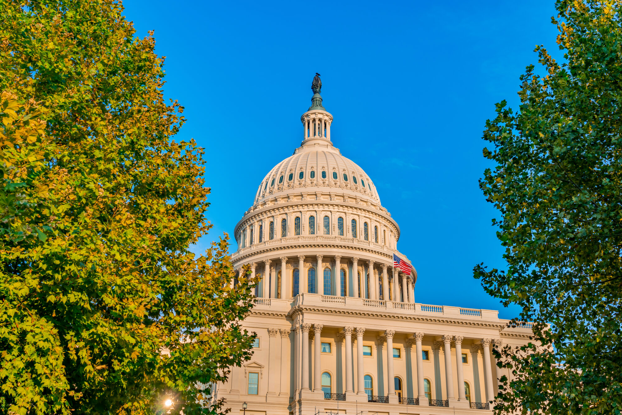 U.S. capitol building flanked by green trees