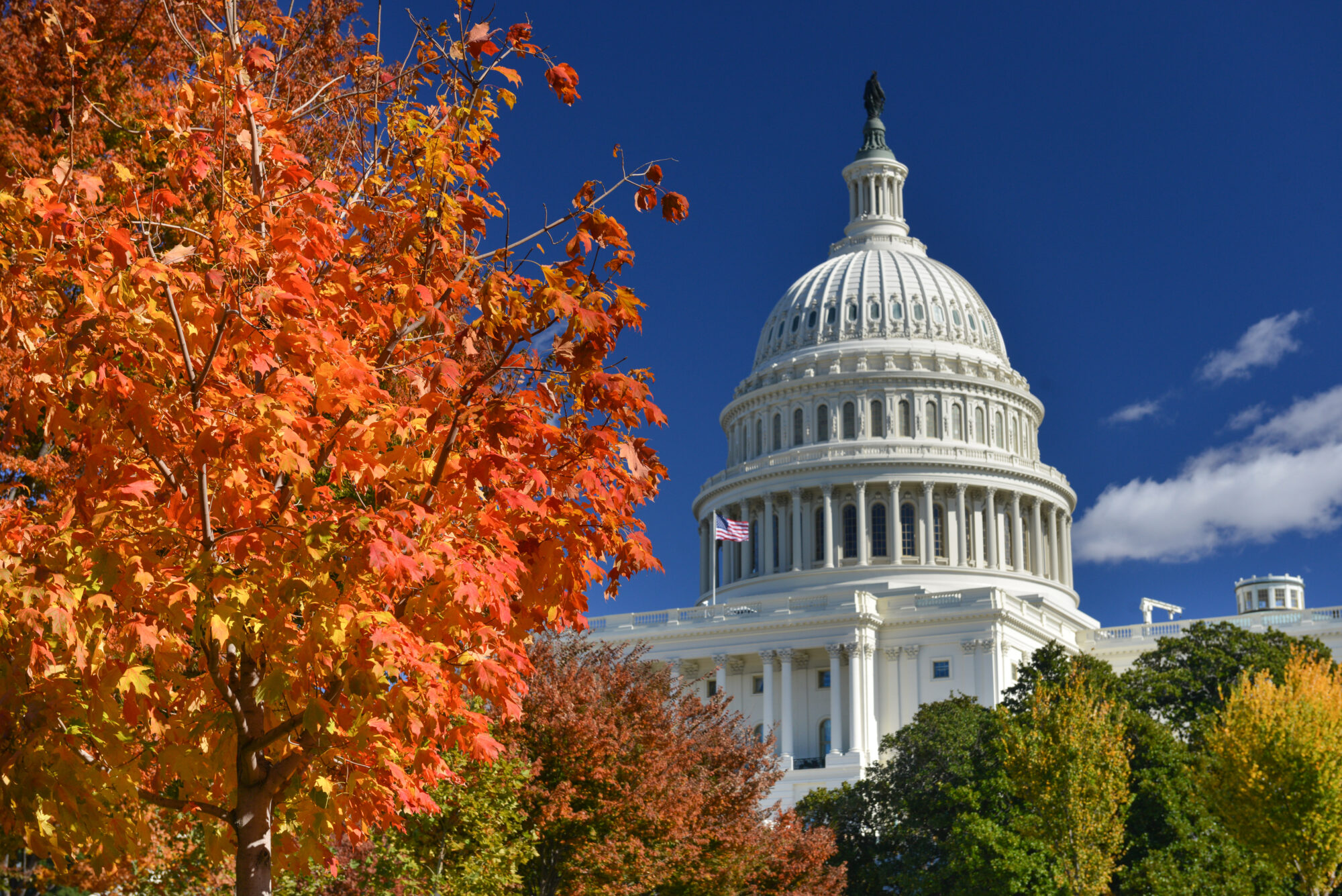 U.S. Capitol with autumn leaves in the foreground