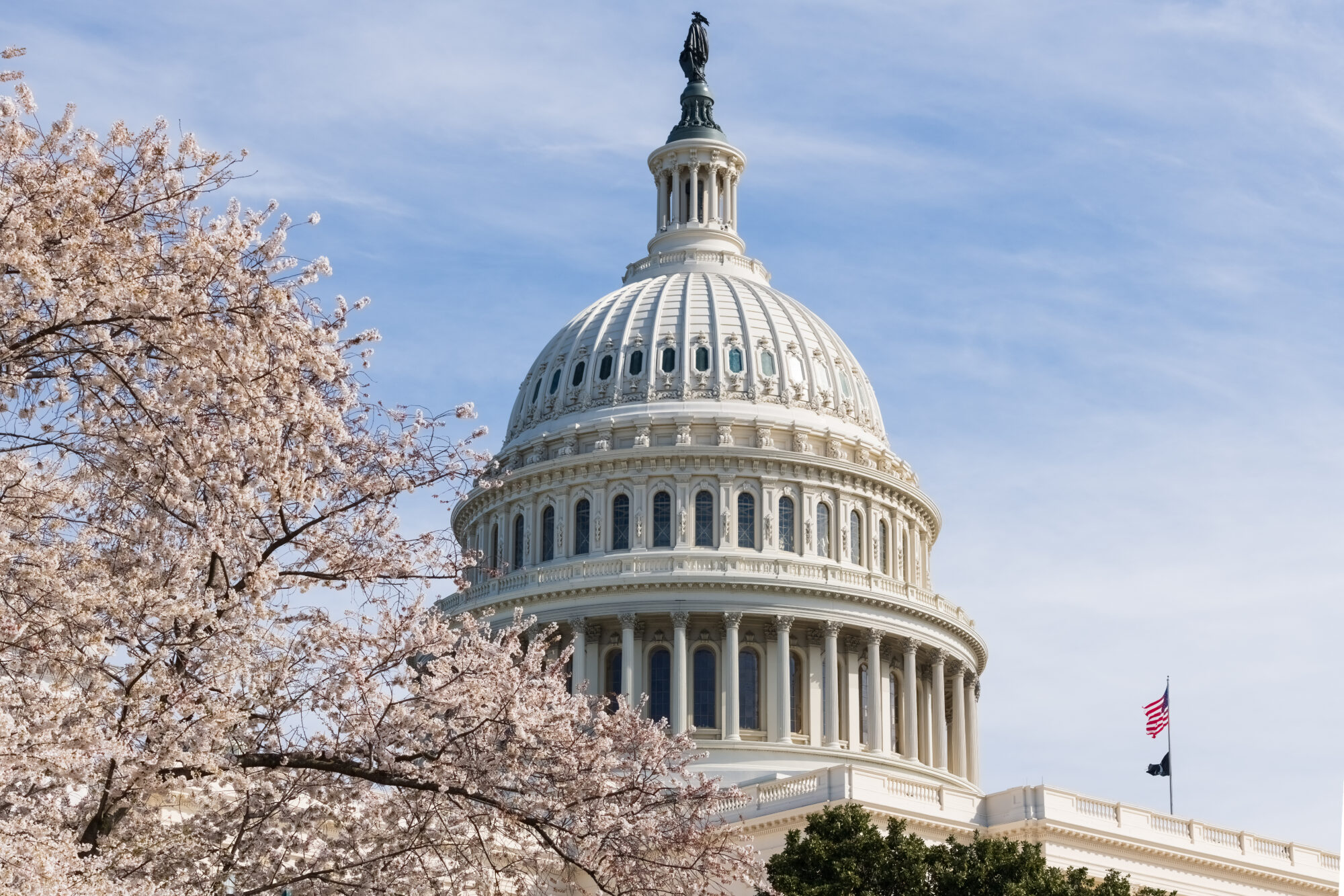 US Capitol Building with cherry blossom tree in the left foreground