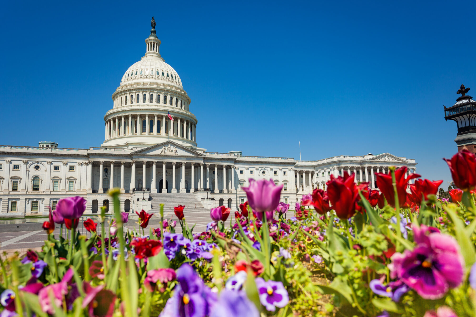 US Capitol building with colorful flowers in the foreground
