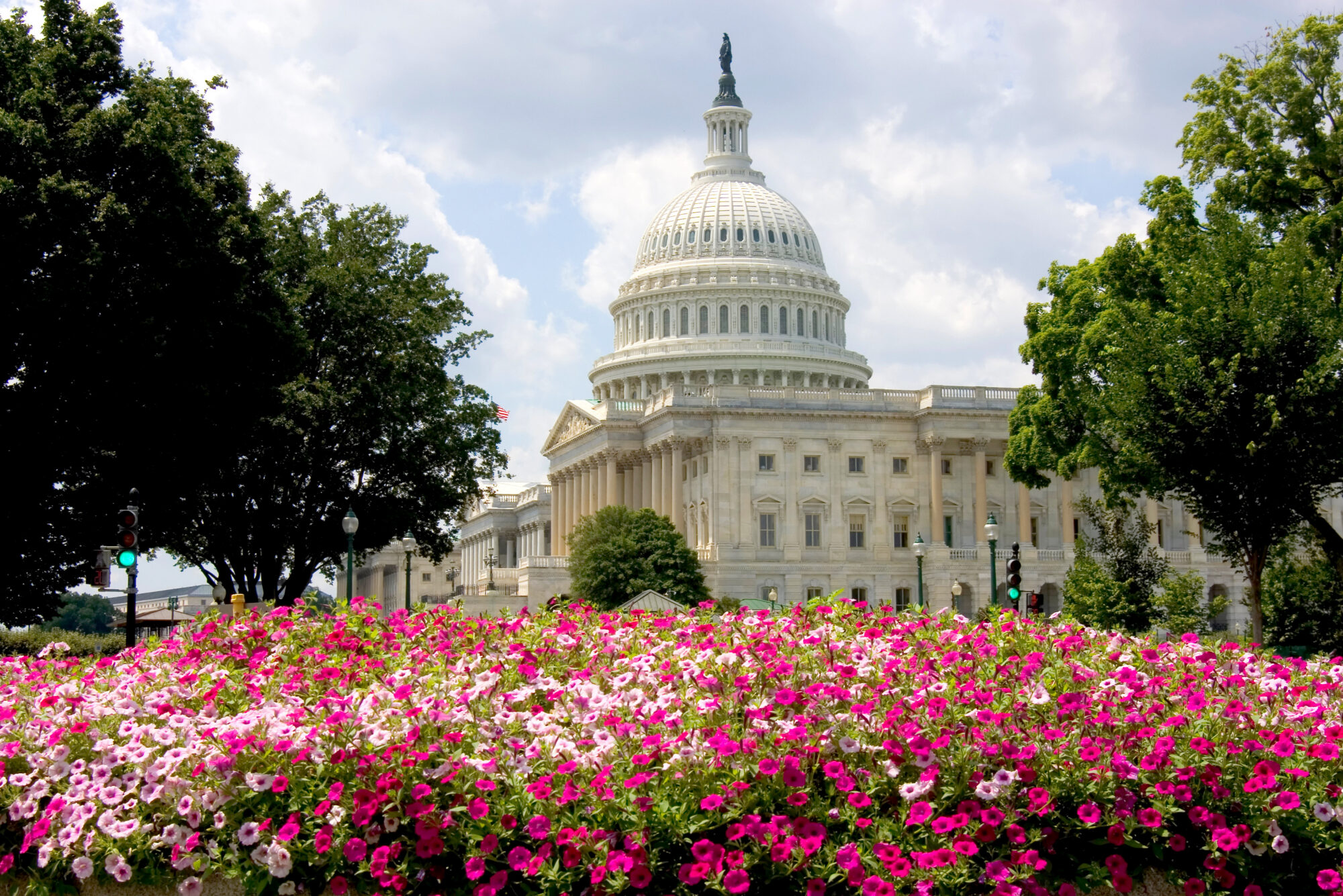US Capitol building with summer flowers