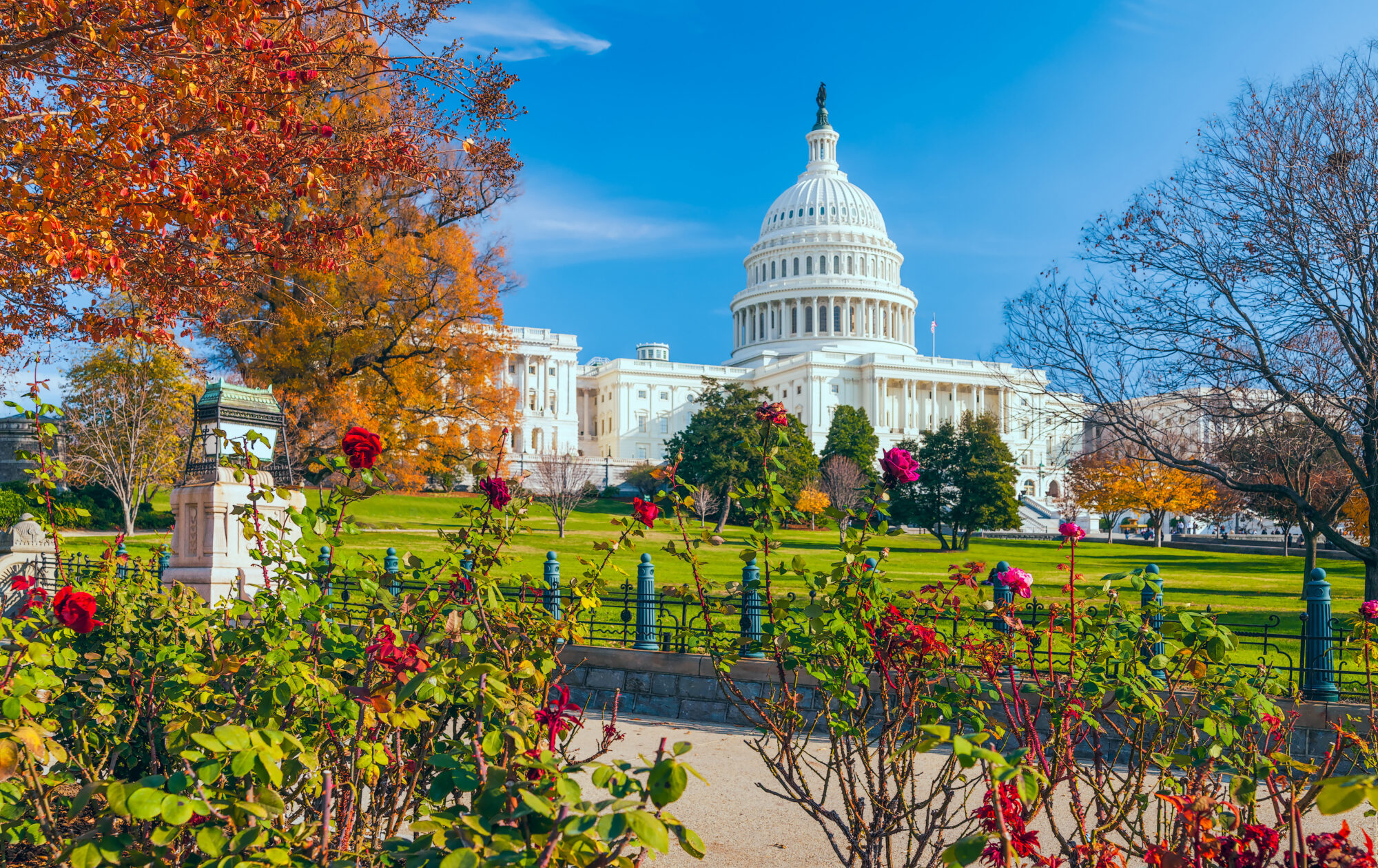 US Capitol building with fall leaves and roses in foreground